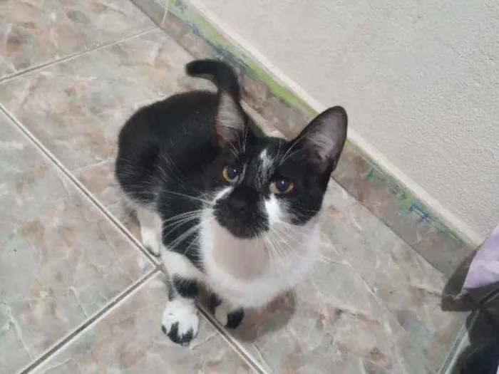 Gato ra a Sem raça definida  idade 7 a 11 meses nome Lua