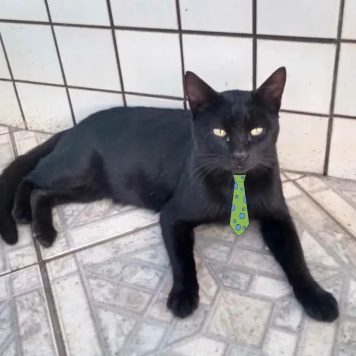 Gato ra a Mestiço  idade 2 a 6 meses nome Zulu 