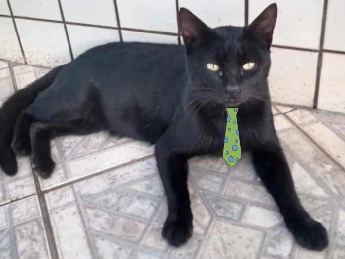 Gato ra a Mestiço  idade 2 a 6 meses nome Zulu 