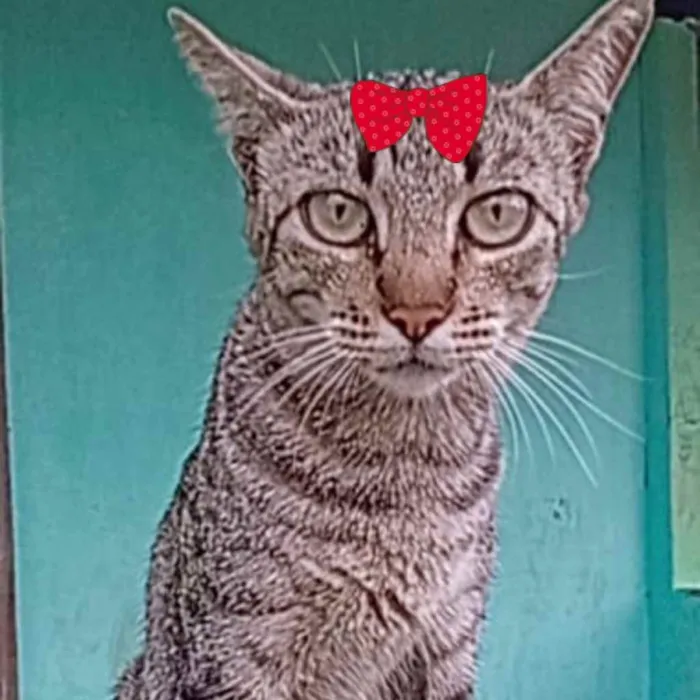 Gato raça Mestiça  idade 2 a 6 meses nome Tina 