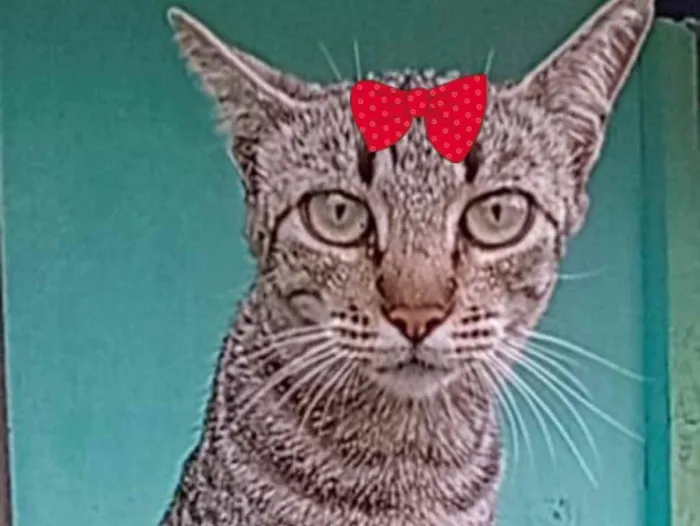 Gato raça Mestiça  idade 2 a 6 meses nome Tina 