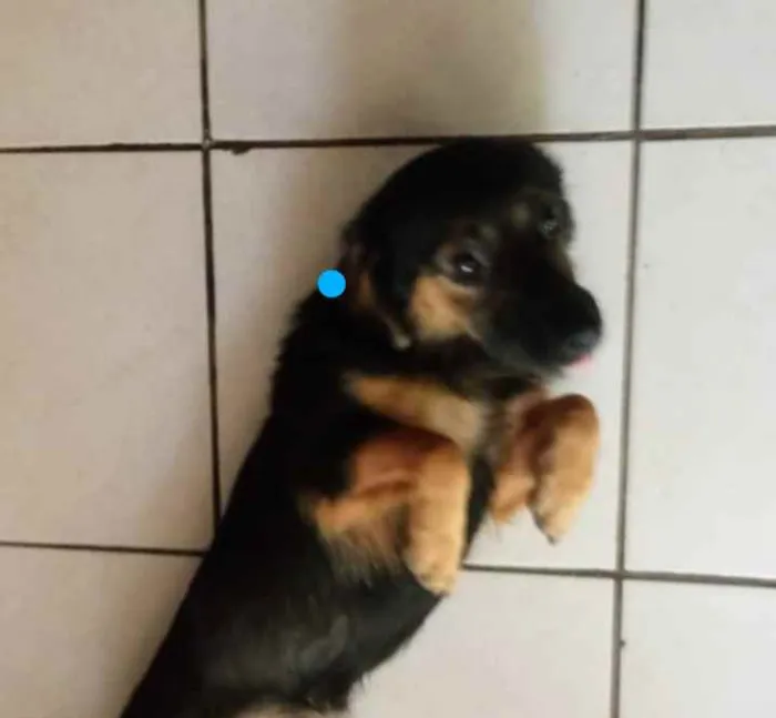 Cachorro ra a Misturinha de Daschund idade 1 ano nome Lito