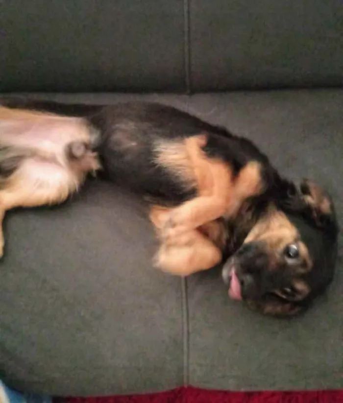 Cachorro ra a Misturinha de Daschund idade 1 ano nome Lito