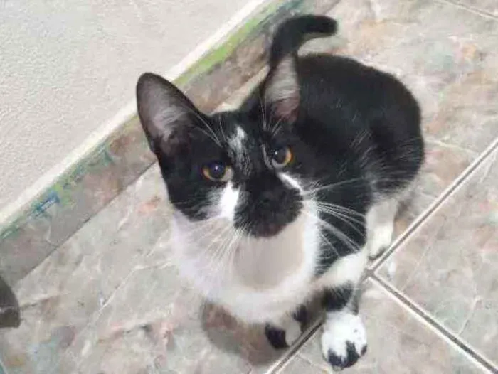 Gato ra a Sem raça definida  idade 7 a 11 meses nome Lua