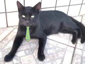Gato raça Mestiço  idade 2 a 6 meses nome Zulu 