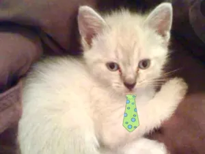 Gato raça Mestiço  idade 2 a 6 meses nome Floquinho 