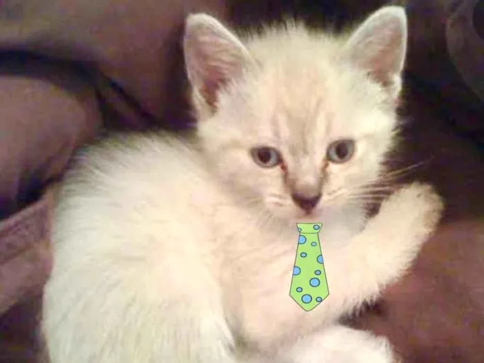 Gato ra a Mestiço  idade 2 a 6 meses nome Floquinho 