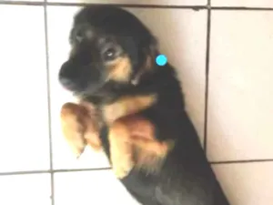 Cachorro raça Misturinha de Daschund idade 1 ano nome Lito
