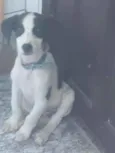 Bob
