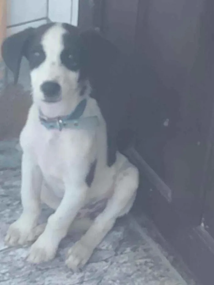 Cachorro raça Sem raça  definida  idade 2 a 6 meses nome Bob