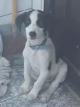 Bob