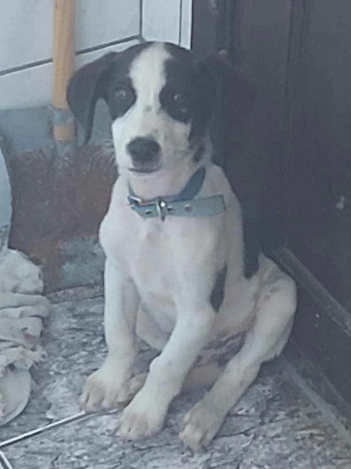 Cachorro raça Sem raça  definida  idade 2 a 6 meses nome Bob