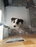 Bob