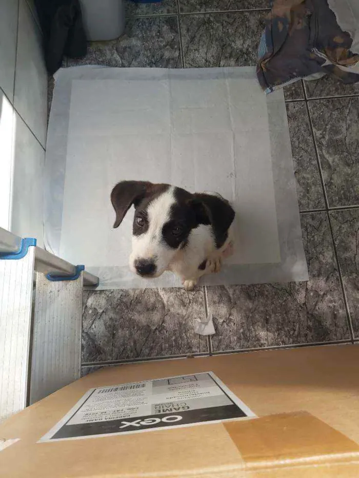 Cachorro raça Sem raça  definida  idade 2 a 6 meses nome Bob