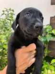 Cachorro raça Sem Raça Definida idade Abaixo de 2 meses nome Sem nome
