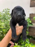 Cachorro raça Sem Raça Definida idade Abaixo de 2 meses nome Sem nome
