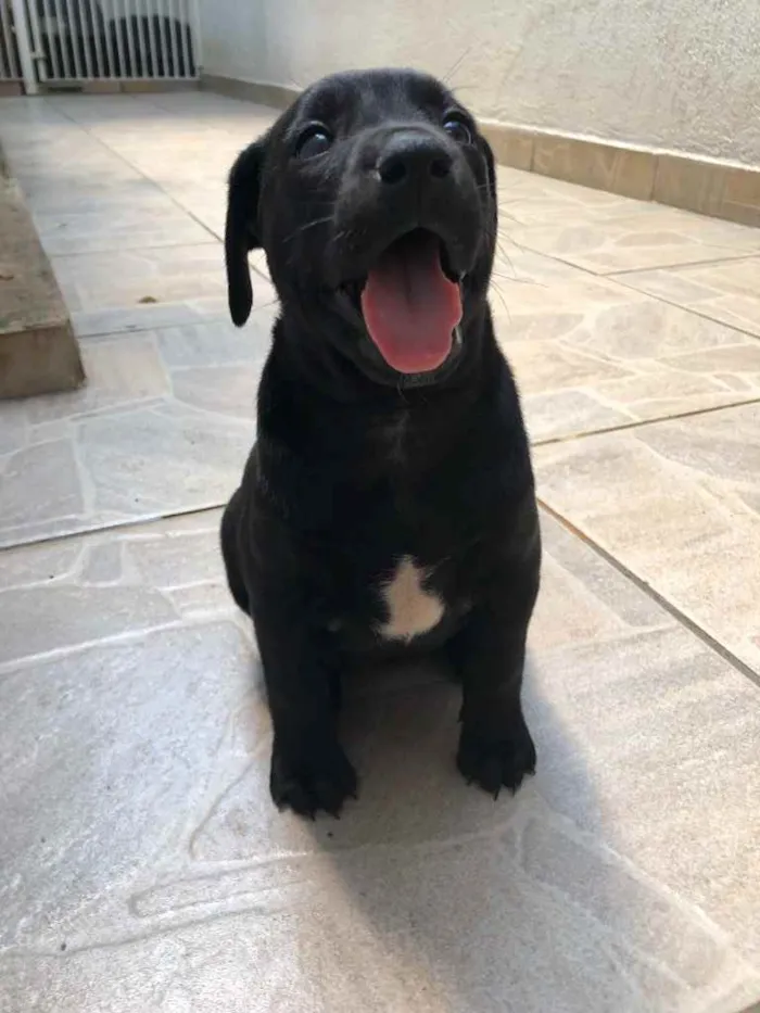 Cachorro raça Sem Raça Definida idade Abaixo de 2 meses nome Sem nome