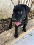 Cachorro raça Sem Raça Definida idade Abaixo de 2 meses nome Sem nome