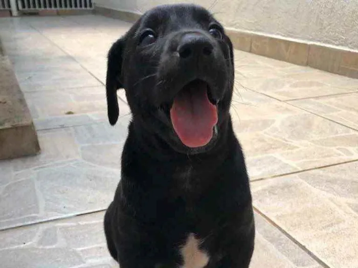 Cachorro raça Sem Raça Definida idade Abaixo de 2 meses nome Sem nome