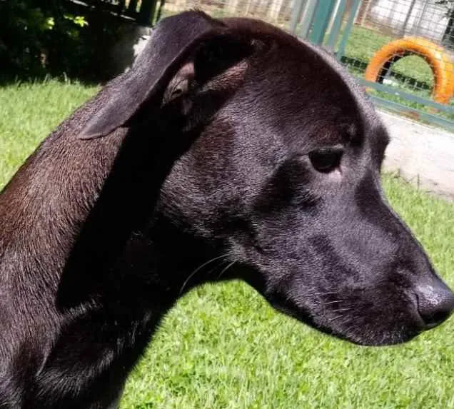 Cachorro raça Mestiça galgo  idade 1 ano nome Lilich