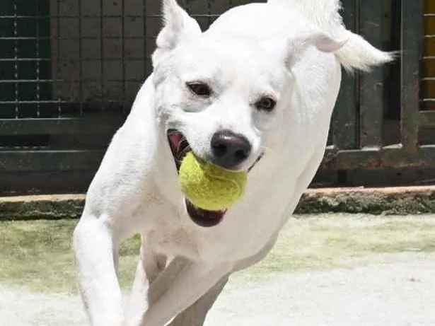 Cachorro raça Mestiço labrador idade 3 anos nome Ras