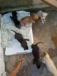 Nina e estrela