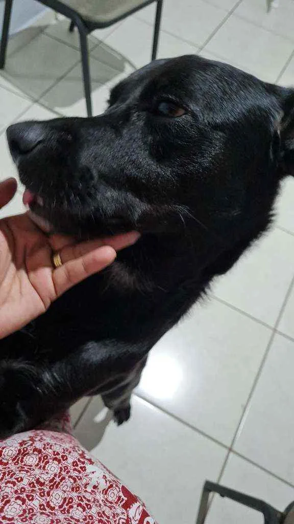 Cachorro ra a Indefinido  idade 7 a 11 meses nome Petróleo 