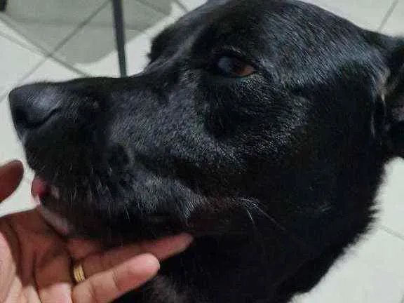 Cachorro ra a Indefinido  idade 7 a 11 meses nome Petróleo 