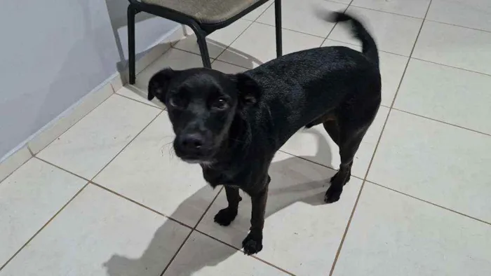 Cachorro ra a Indefinido  idade 7 a 11 meses nome Petróleo 