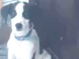 Bob