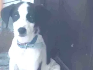Cachorro raça Sem raça  definida  idade 2 a 6 meses nome Bob