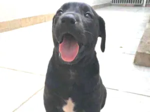 Cachorro raça Sem Raça Definida idade Abaixo de 2 meses nome Sem nome