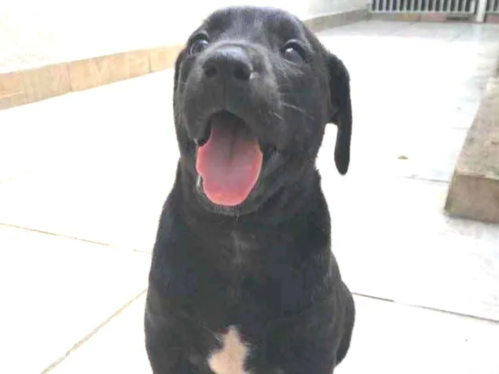 Cachorro raça Sem Raça Definida idade Abaixo de 2 meses nome Sem nome