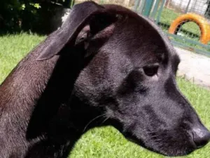 Cachorro raça Mestiça galgo  idade 1 ano nome Lilich
