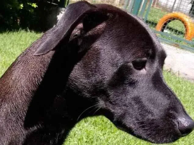 Cachorro raça Mestiça galgo  idade 1 ano nome Lilich