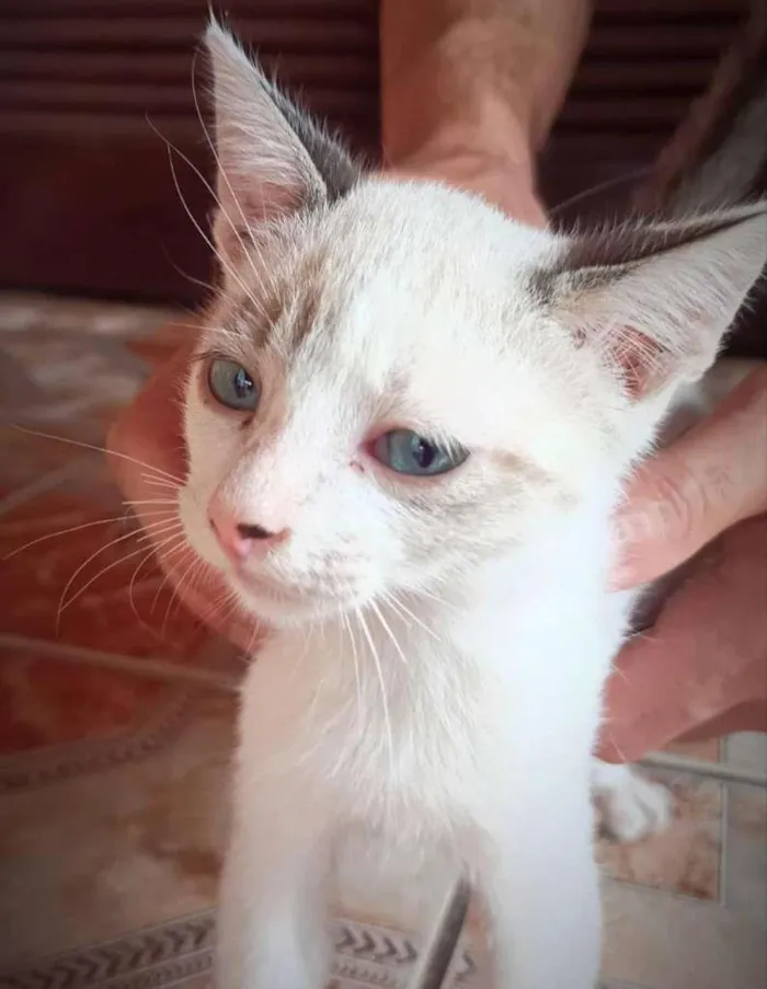 Gato ra a SRD-ViraLata idade 2 a 6 meses nome Edwiges