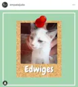 Edwiges