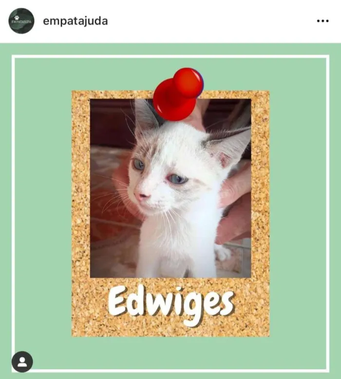 Gato ra a SRD-ViraLata idade 2 a 6 meses nome Edwiges