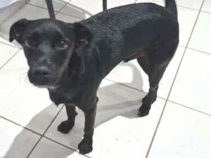 Cachorro raça Indefinido  idade 7 a 11 meses nome Petróleo 