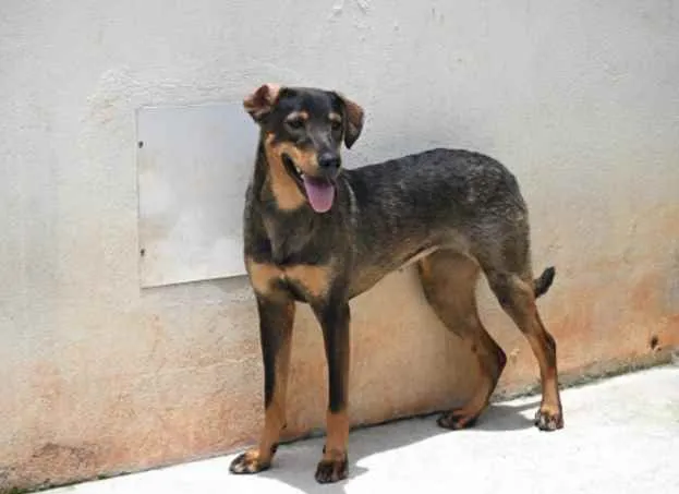 Cachorro raça Vira lata  idade 1 ano nome Mary