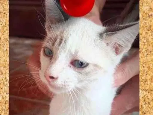Gato ra a SRD-ViraLata idade 2 a 6 meses nome Edwiges