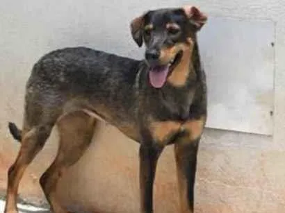 Cachorro raça Vira lata  idade 1 ano nome Mary