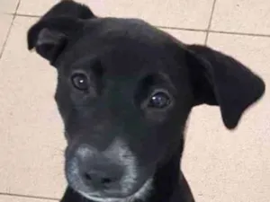 Cachorro raça Vira lata  idade 7 a 11 meses nome Bebel