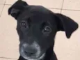 Cachorro raça Vira lata  idade 7 a 11 meses nome Bebel