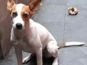 Cachorro raça Vira lata idade 7 a 11 meses nome Faisca