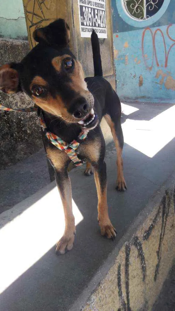 Cachorro raça Vira lata com  pinscher  idade 1 ano nome Nina