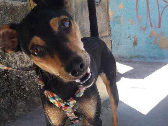 Cachorro raça Vira lata com  pinscher  idade 1 ano nome Nina