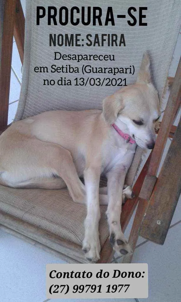 Cachorro ra a Mestiça idade 3 anos nome Safira