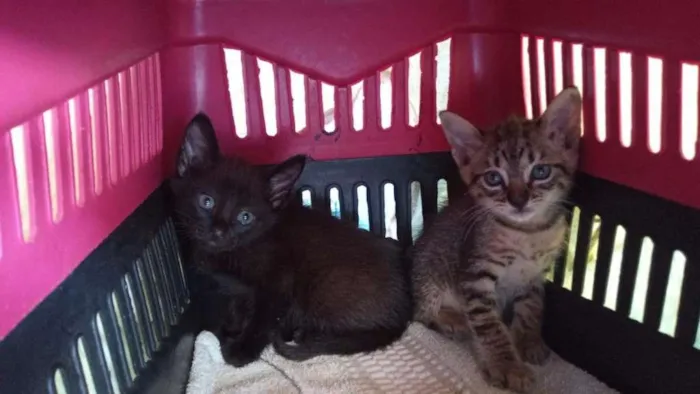 Gato raça SRD-ViraLata idade Abaixo de 2 meses nome Sem nome