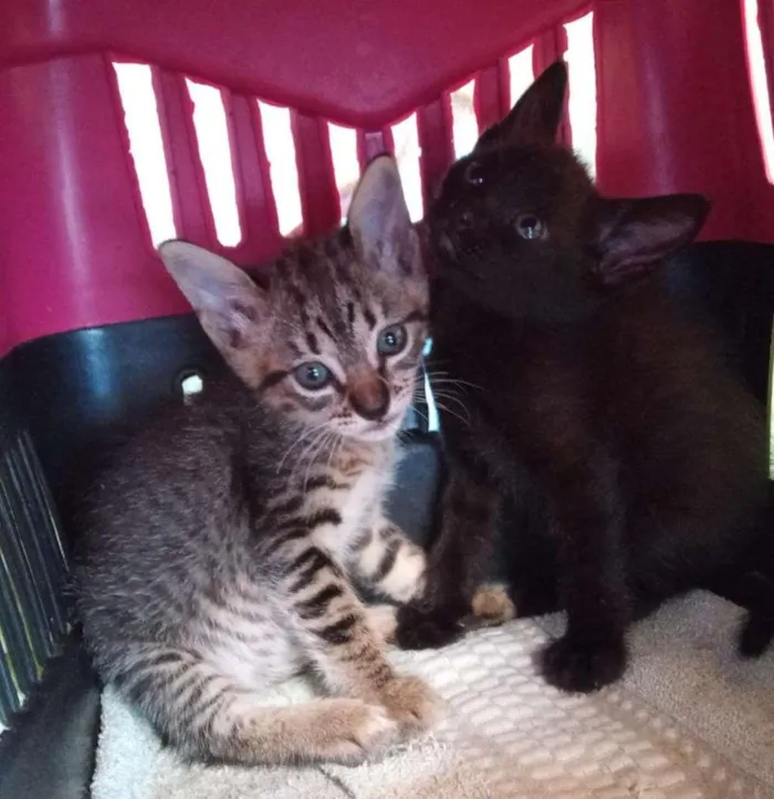 Gato raça SRD-ViraLata idade Abaixo de 2 meses nome Sem nome